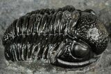 Detailed Gerastos Trilobite Fossil - Morocco #351277-1